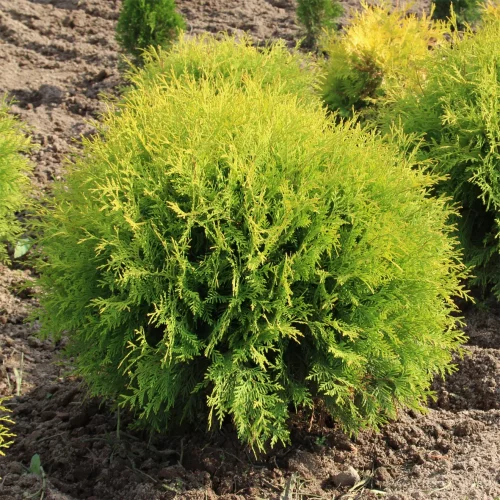 Туя западная Мириам (Thuja occidentalis Mirjam)