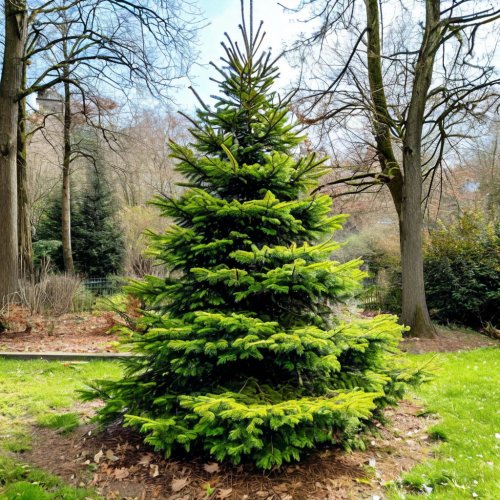 Ель европейская Picea abies