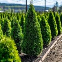 Туя западная Смарагд  (Thuja occidentalis 'Smaragd')