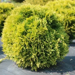 Туя западная Мириам (Thuja occidentalis Mirjam)