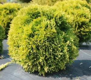 Туя западная Мириам (Thuja occidentalis Mirjam)