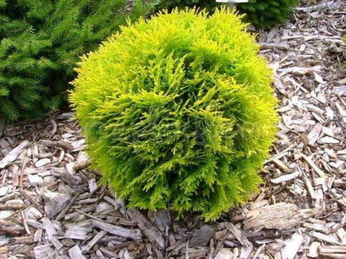 Туя западная Мириам (Thuja occidentalis Mirjam)