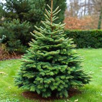 Ель европейская Picea abies