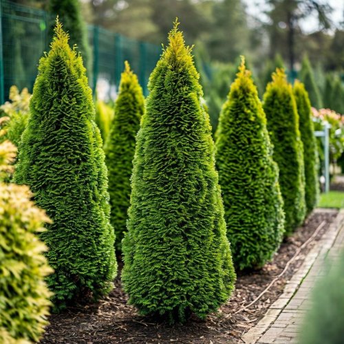 Туя западная Смарагд  (Thuja occidentalis 'Smaragd')