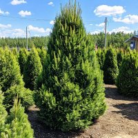 Сосна сибирская - Pinus Sibirica