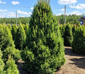 Сосна сибирская - Pinus Sibirica
