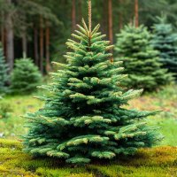 Ель европейская Picea abies