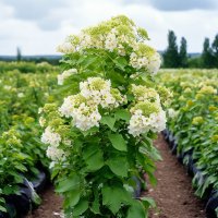 Катальпа бигноевидная