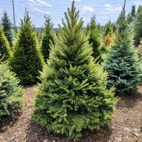 Сосна сибирская - Pinus Sibirica
