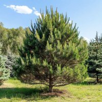 Сосна обыкновенная  Pínus sylvéstris