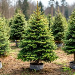 Ель европейская Picea abies