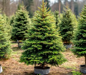 Ель европейская Picea abies
