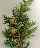 Кипарисовые (лат. Cupressaceae)